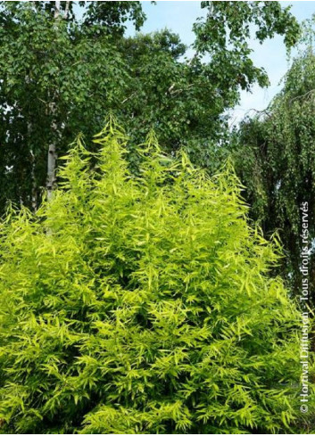 SALIX udensis GOLDEN SUNSHINE