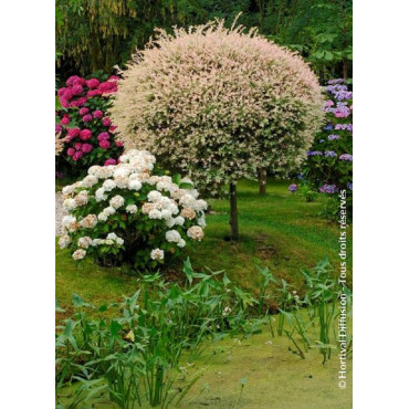 SALIX integra HAKURO-NISHIKI