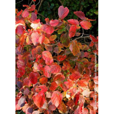 FOTHERGILLA major
