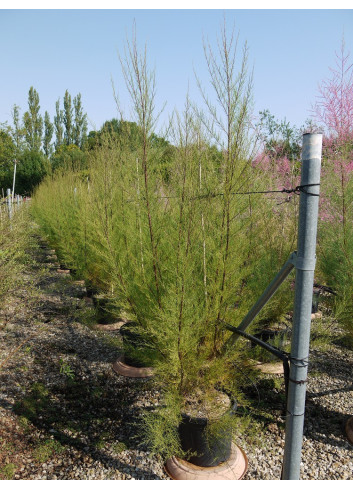 TAMARIX En pot de 15-20 litres