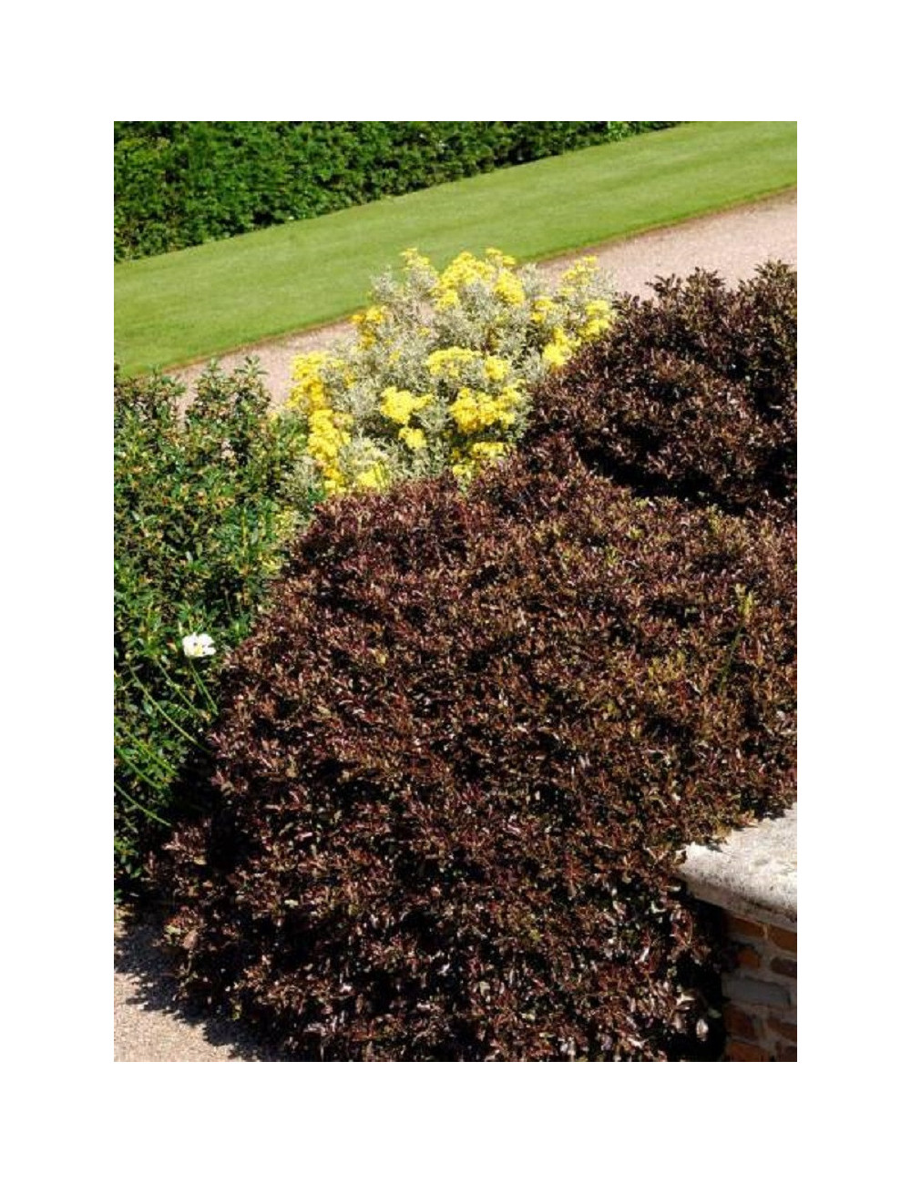 PITTOSPORUM tenuifolium TOM THUMB