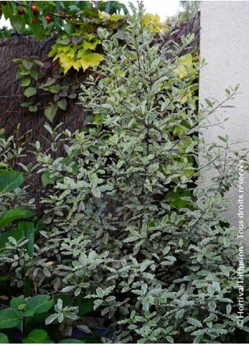 PITTOSPORUM tenuifolium ELIZABETH