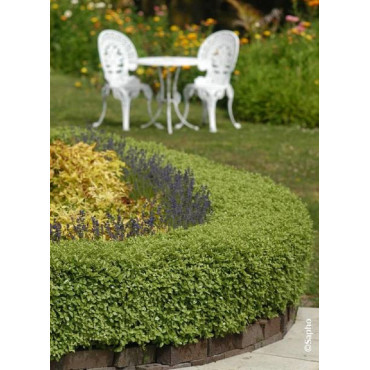 PITTOSPORUM tenuifolium GOLF BALL