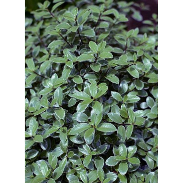 PITTOSPORUM tenuifolium SILVER BALL cov