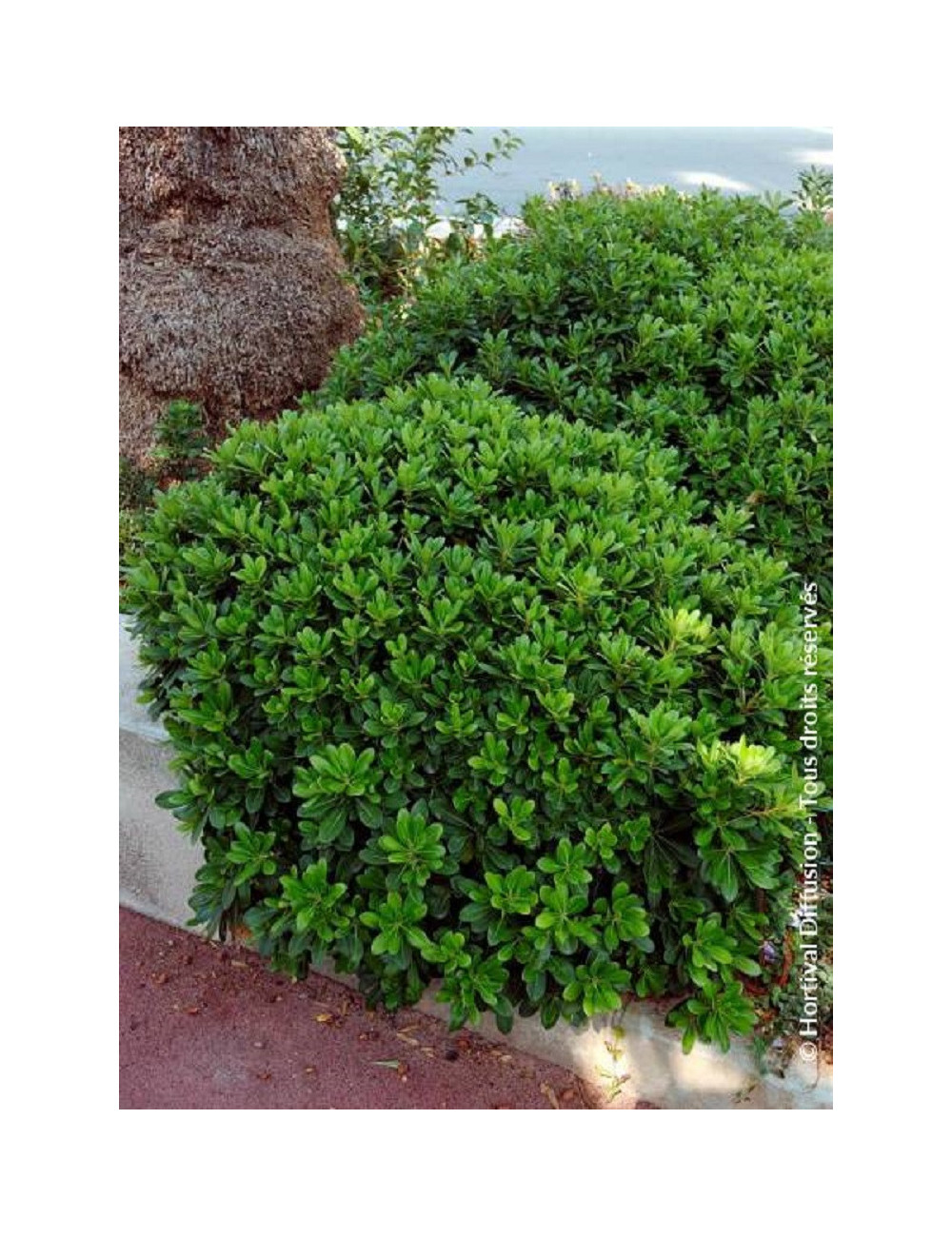 PITTOSPORUM tobira NANA