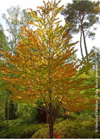 CERCIDIPHYLLUM japonicum
