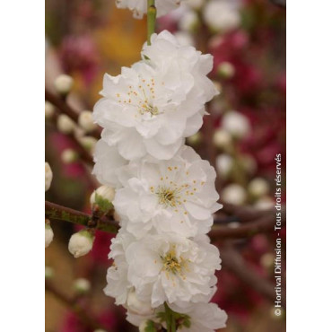 PRUNUS persica TAOFLORA WHITE