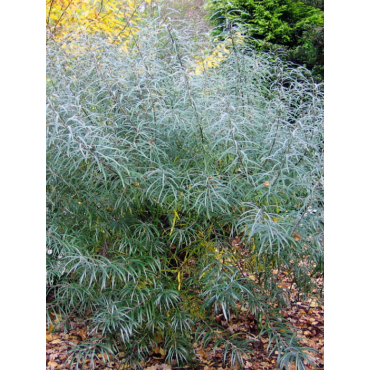 SALIX rosmarinifolia