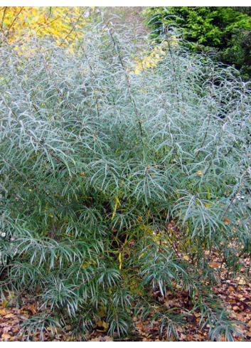 SALIX rosmarinifolia