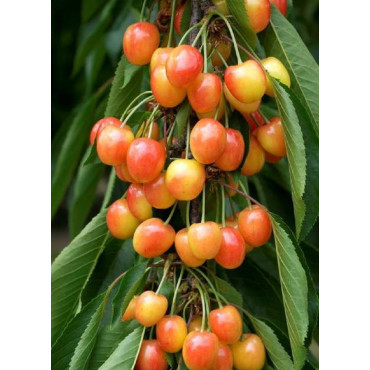 CERISIER bigarreau CŒUR DE PIGEON