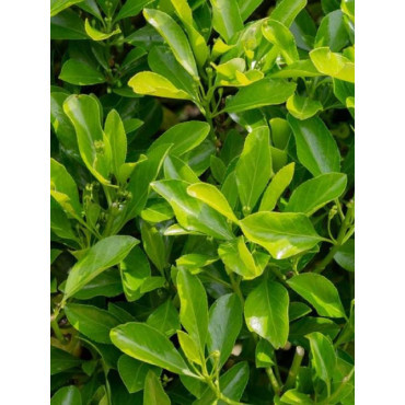 Topiaire (Plante taillée) - EUONYMUS japonicus (Fusain du Japon)