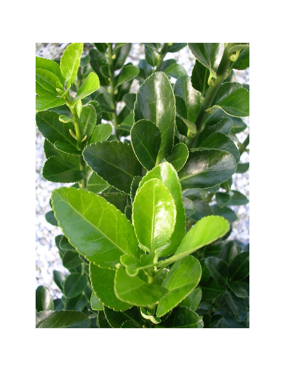 Topiaire (Plante taillée) - EUONYMUS japonicus (Fusain du Japon)