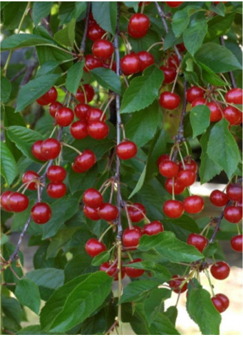 CERISIER griotte MONTMORENCY