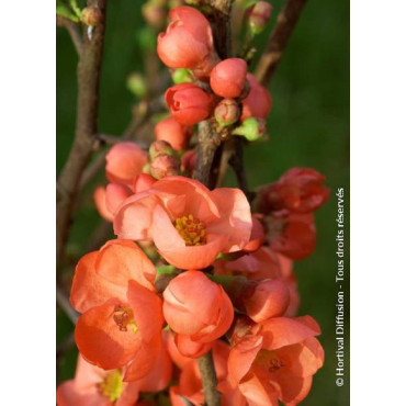 CHAENOMELES speciosa FRIESDORFER