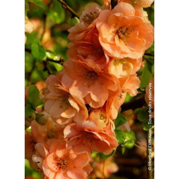 CHAENOMELES superba CAMEO