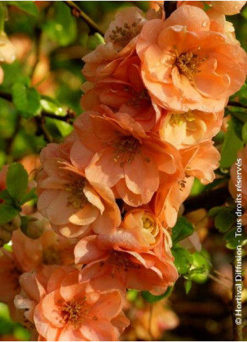 CHAENOMELES superba CAMEO