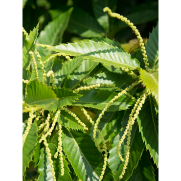 CHÂTAIGNIER MARIGOULE