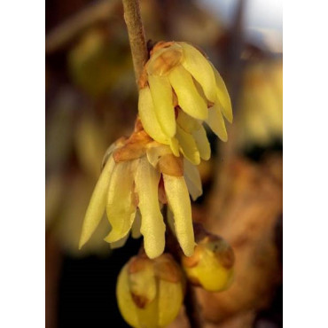 CHIMONANTHUS praecox