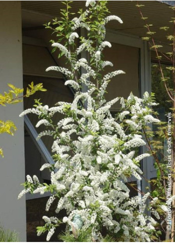 PRUNUS padus LE THOUREIL