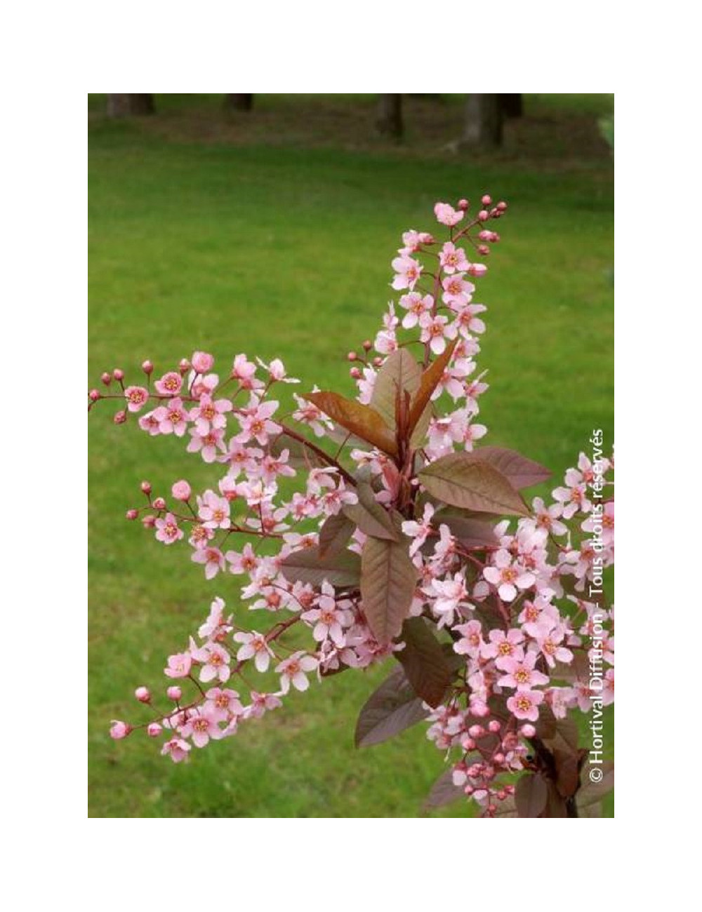 PRUNUS padus COLORATA