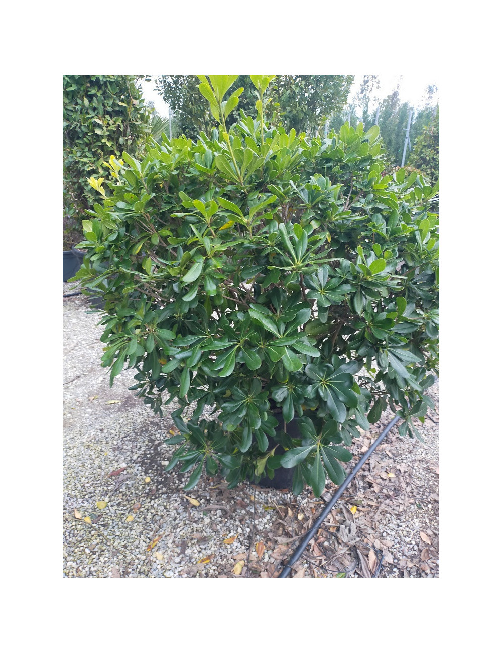 Topiaire (Plante taillée)- PITTOSPORUM tobira (Pittospore du Japon)