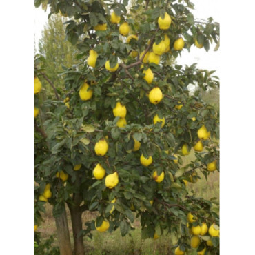 COGNASSIER GÉANT DE VRANJA