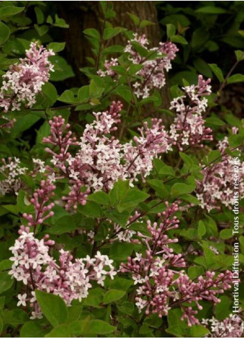 SYRINGA microphylla SUPERBA
