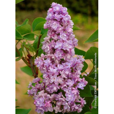 SYRINGA KATHERINE HAVEMEYER