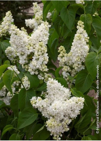 SYRINGA MADAME LEMOINE