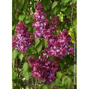 SYRINGA PRINCE WOLKONSKY
