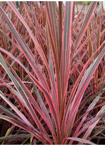 CORDYLINE SOUTHERN SPLENDOUR