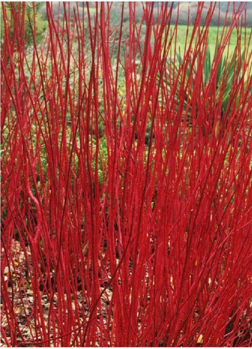 CORNUS alba
