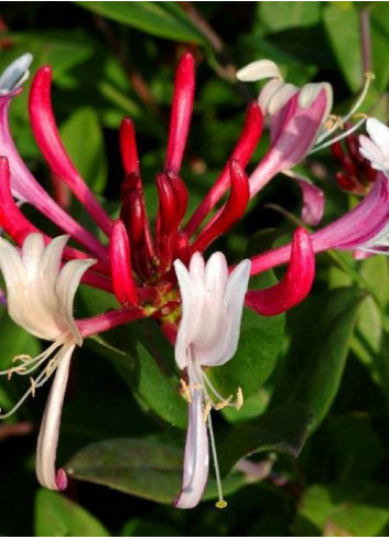 LONICERA japonica chinensis