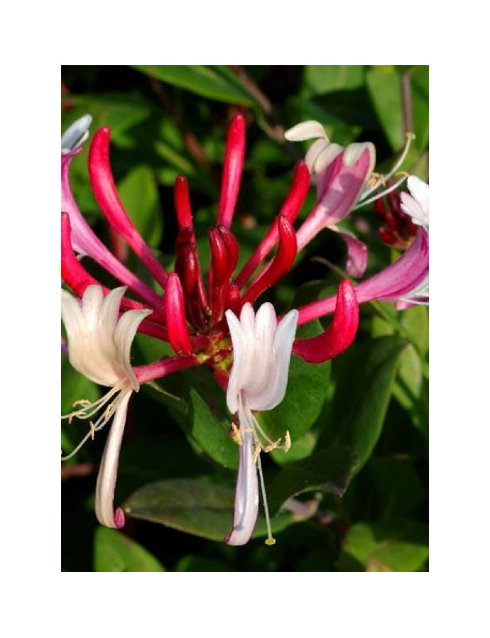 LONICERA japonica chinensis