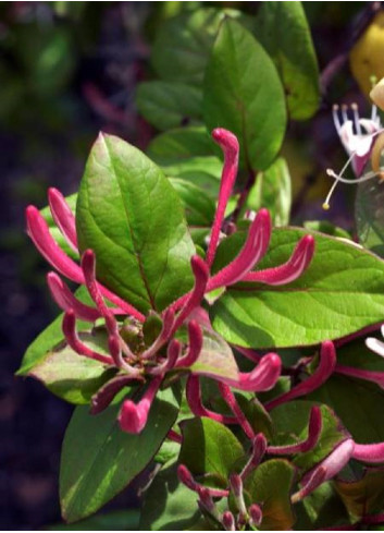 LONICERA japonica chinensis