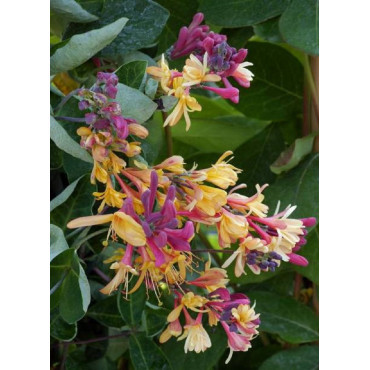 LONICERA heckrottii GOLDFLAME