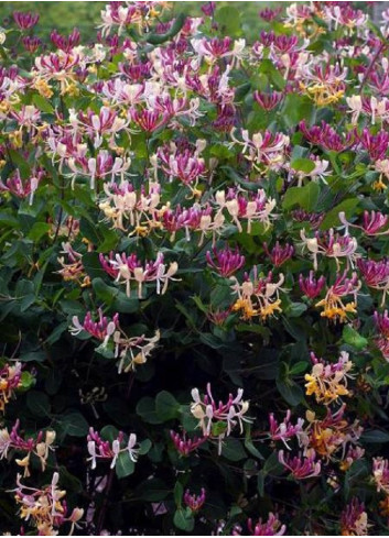 LONICERA heckrottii GOLDFLAME
