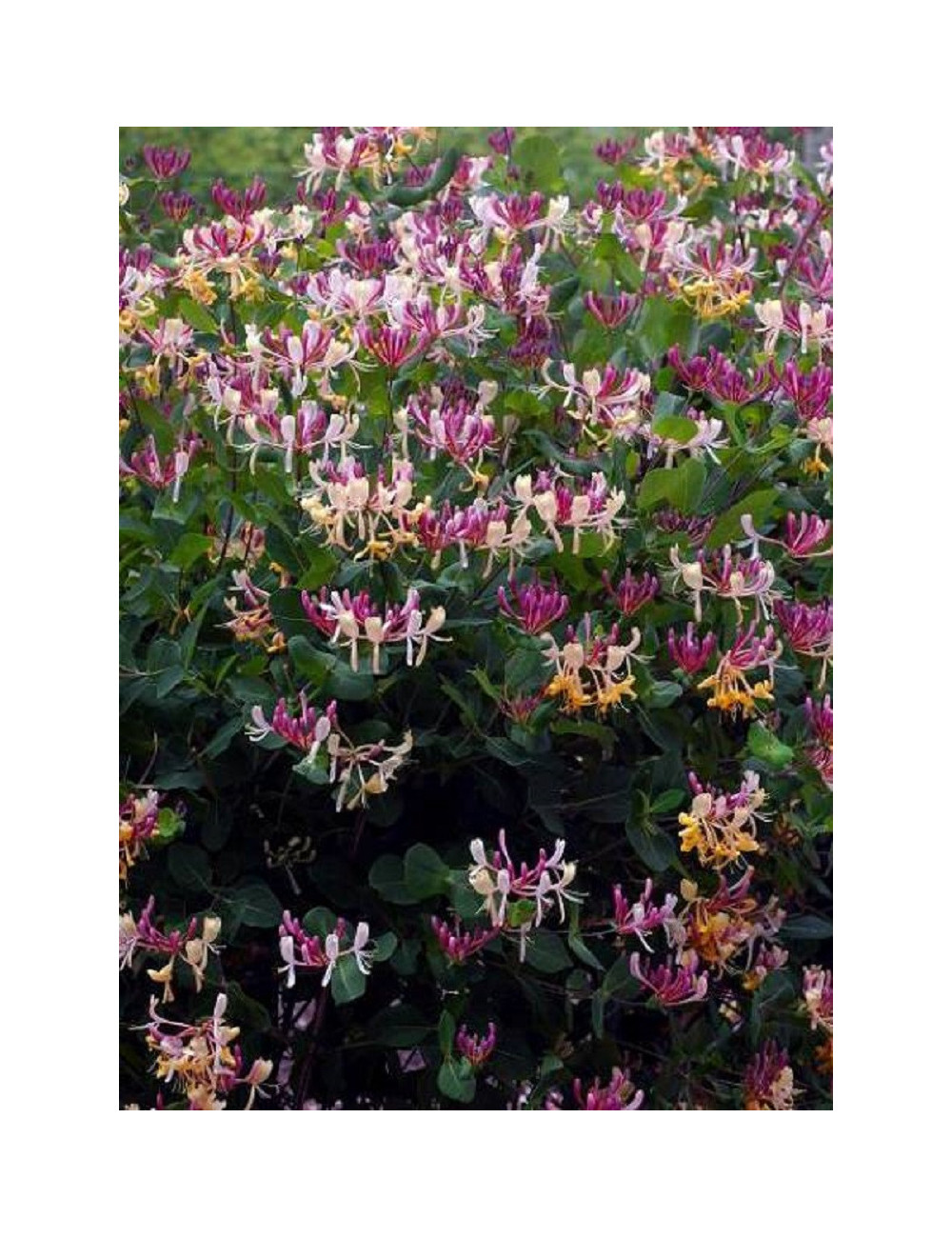 LONICERA heckrottii GOLDFLAME