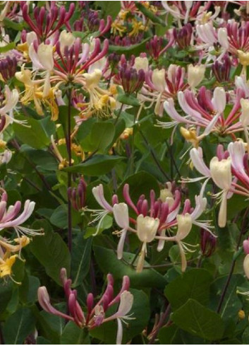 LONICERA heckrottii GOLDFLAME
