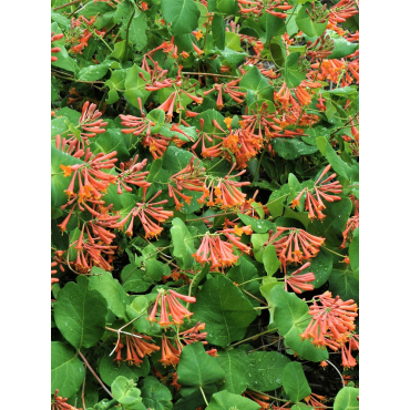 LONICERA brownii DROPMORE SCARLET