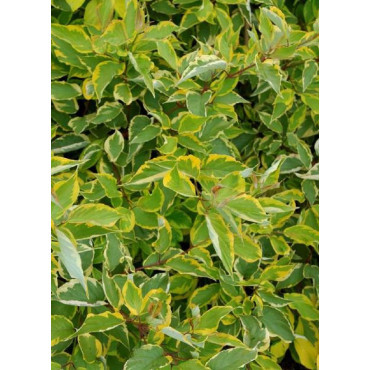 CORNUS alba GOUCHAULTII