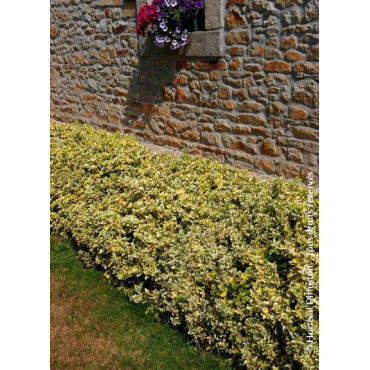 EUONYMUS fortunei EMERALD'N GOLD