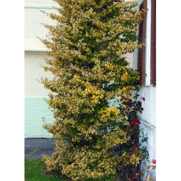 EUONYMUS fortunei EMERALD'N GOLD