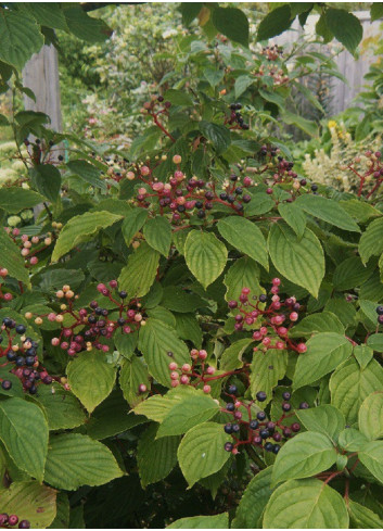 CORNUS alternifolia