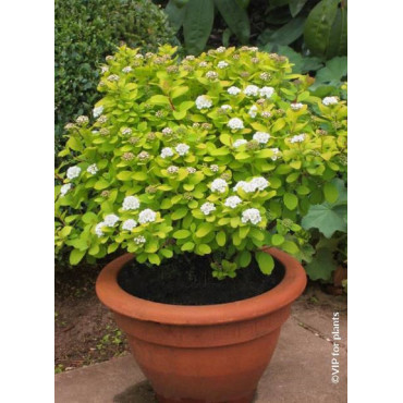 SPIRAEA betulifolia TOR GOLD