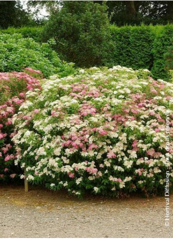 SPIRAEA japonica SHIROBANA