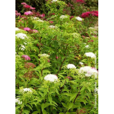 SPIRAEA japonica SHIROBANA
