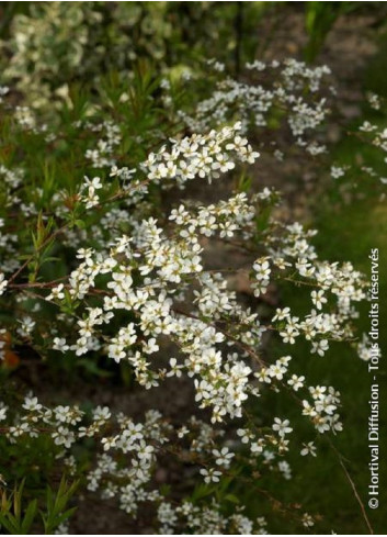 SPIRAEA thunbergii