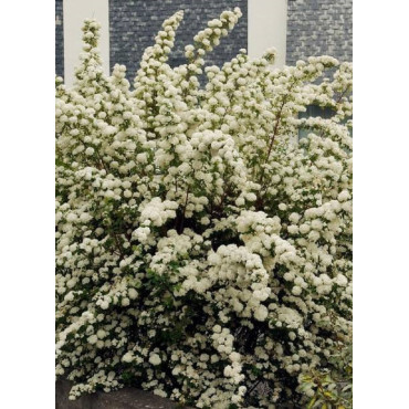 SPIRAEA vanhouttei