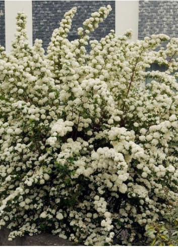 SPIRAEA vanhouttei